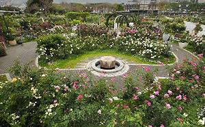 情人節賞花去!台北玫瑰展3/14登場  各色花卉齊放超好拍