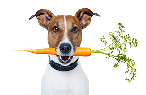 不可不知！毛小孩抗癌的超級食物