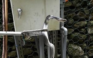 眼鏡蛇入民宅  消防員處理遭蛇吻送急救