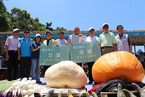 地景藝術南瓜競大  DIY南瓜冰沙真消暑