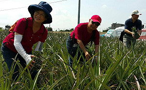 田野版食農教育  鳳梨站久了也會痠