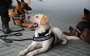 世大運ING 警犬隊萌萌安檢超吸睛