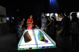 罕見皇帶魚  預測花東兩次地震?