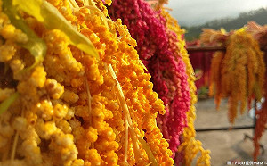 紅藜食品免費吃 熱博場地邀邀民眾同樂