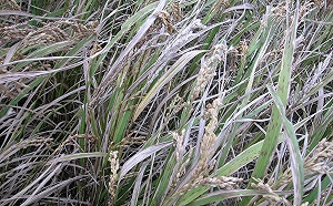 北部二期稻作染白葉枯病  產量恐減