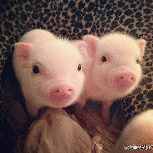 逃過火災也沒用 小豬成香腸送消防隊吃