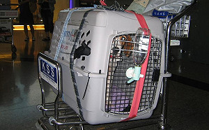 毛孩搭機死亡免責？消基會籲速訂規範