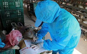 嘉義縣7蛋雞場檢出芬普尼殘留  全場蛋品管制封存