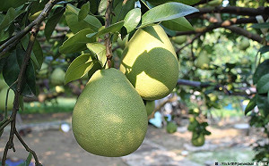 中秋就要吃文旦！麻豆小旅行通通打包