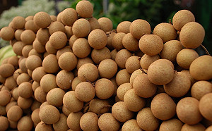 幸福圓滿龍眼乾 　嚐鮮正當時