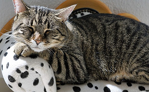 寵物業換證倒數三個月！動保處：盡速換證