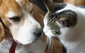 守護毛孩健康！中市巡迴疫苗開跑