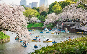 粉色花海大爆發!東京三大櫻花祭  3月浪漫開跑