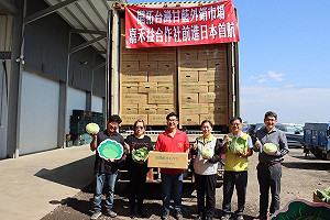 高麗菜價崩盤!產地自採1顆僅10元  農糧署:輔導農民外銷日本