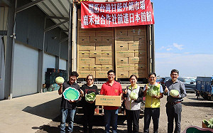 高麗菜價崩盤！產地自採1顆僅10元  農糧署：輔導農民外銷日本