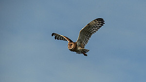 台南沙崙生態科學園區將破壞瀕危「草鴞」棲地！他舉始祖鳥例嘆：向毫無質感中國看齊