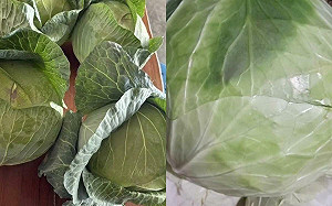 台灣高麗菜出國了！18噸硬種甘藍外銷日本   明日高雄港啟航