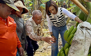 不捨蕉農辛苦遭藍委嘲諷  邱議瑩赴旗山產地籲「勿讓農民心寒」 