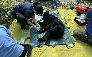 台灣黑熊逛大街！野放黑熊「達古阿里」今晨再度被捕