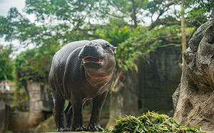 來台不到半年！新加坡動物保育大使「侏儒河馬Thabo」驚傳離世