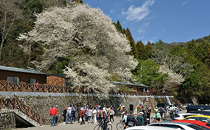 霧社櫻最佳觀賞期來了!雪管處:櫻王已開近8成