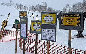 中國人愛闖北海道禁區滑雪　撞樹、跌坑全來！賣命玩法仍喊「沒事兒」
