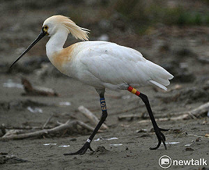 10年前肉毒桿菌中毒獲救的「T69」黑面琵鷺  連續10年回台南度冬