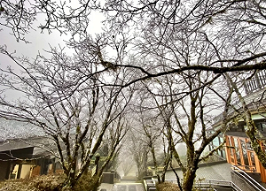 強烈大陸冷氣團強襲!太平山低溫下探0度 清晨園區現雪白霧淞
