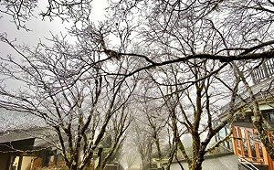 強烈大陸冷氣團強襲！太平山低溫下探0度 清晨園區現雪白霧淞