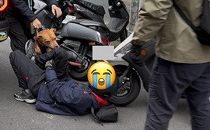 縱狗咬人？北市比特犬2度「跳窗咬騎士」 網揪5大疑點：故意的