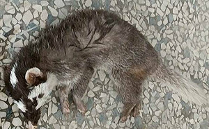 枋山鄉鼬獾確診！屏東已13鄉鎮列「狂犬病疫區」月底增設2免費寵物接種站