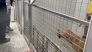 11天咬騎士2次 比特犬今遭北市動保處沒入安置