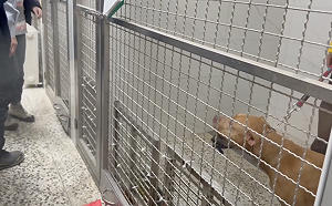 11天咬騎士2次　比特犬今遭北市動保處沒入安置 