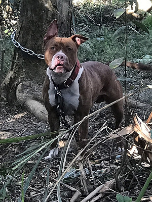 比特犬傷人事件引關注  學者專家籲強化飼主教育與寵物管理