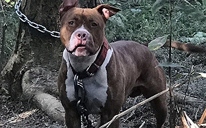 比特犬咬人頻傳 桃動保處：定期稽查登記列管254隻   