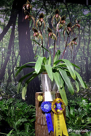 蘭展競賽仙履蘭「愛德華王子」榮獲大獎花  學生景觀興大「蘭嶼山行」奪冠