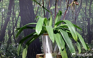 蘭展競賽仙履蘭「愛德華王子」榮獲大獎花  學生景觀興大「蘭嶼山行」奪冠