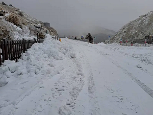 合歡山再下探0度以下!清晨積雪達11.5公分厚 呈現超美雪景