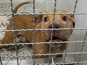 咬人比特犬已是高齡狗 收容資訊曝光!「暫時不適合」領養