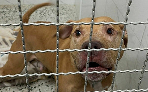 咬人比特犬已是高齡狗　收容資訊曝光！「暫時不適合」領養　