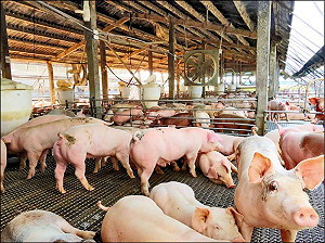 台灣豬肉獲國際認證在即!亞洲唯一「3大豬病零風險」國家