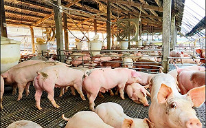 台灣豬肉獲國際認證在即!亞洲唯一「3大豬病零風險」國家