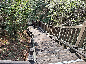 登山賞雲海注意!雪霸觀霧遊憩區雲霧步道 4/1起整修封閉