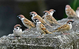 3/20是世界麻雀日！鳥類被黏鼠板困住案例多　獸醫教3步驟簡易救援