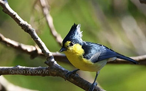 ( 影)台灣賞鳥影片  獲日本國際觀光電影節金獎