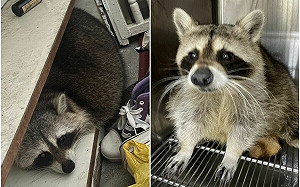 民眾通報鞋櫃裡有狐狸！一靠近就齜牙裂嘴　動保員揭「蒙面小賊」身分