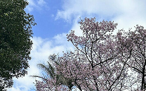 踏青好時機！即日起至下週四「高溫上看3字頭」