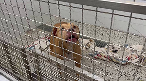 飼主繳清20萬重罰!2度咬人比特犬收容所食慾差 無人敢認養
