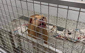 飼主繳清20萬重罰！2度咬人比特犬收容所食慾差 無人敢認養