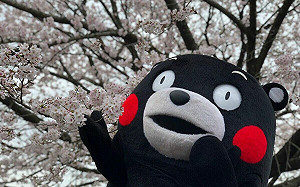 【遊日情報】熊本高知櫻花開了!全日本最早 預計7-10日將滿開